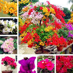 Mix Colour Bougainvillea Flower Seeds For Home Garden